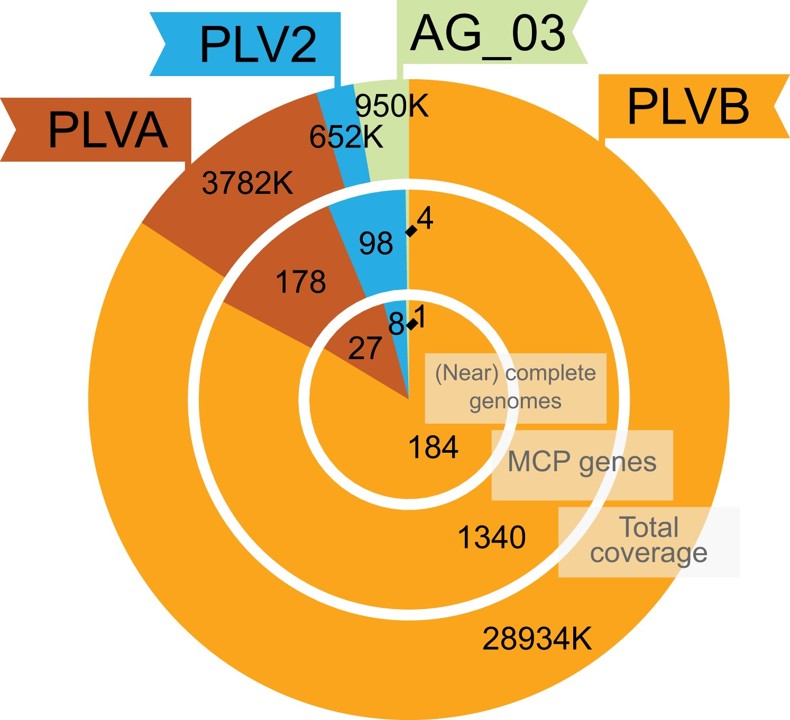 Summary of viral genomes identified in the Cymbomonas tetramitiformis assembly