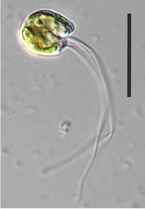 Cymbomonas tetramitiformis cells