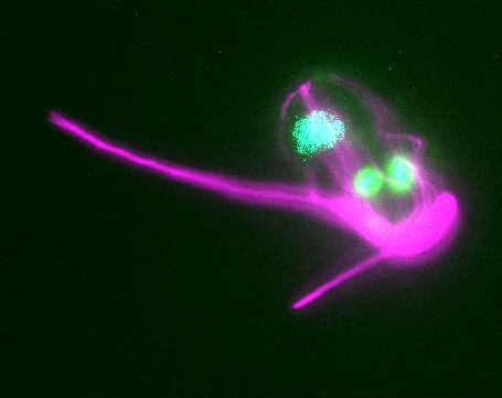 Expansion microscropy with Cyanophora paradoxa