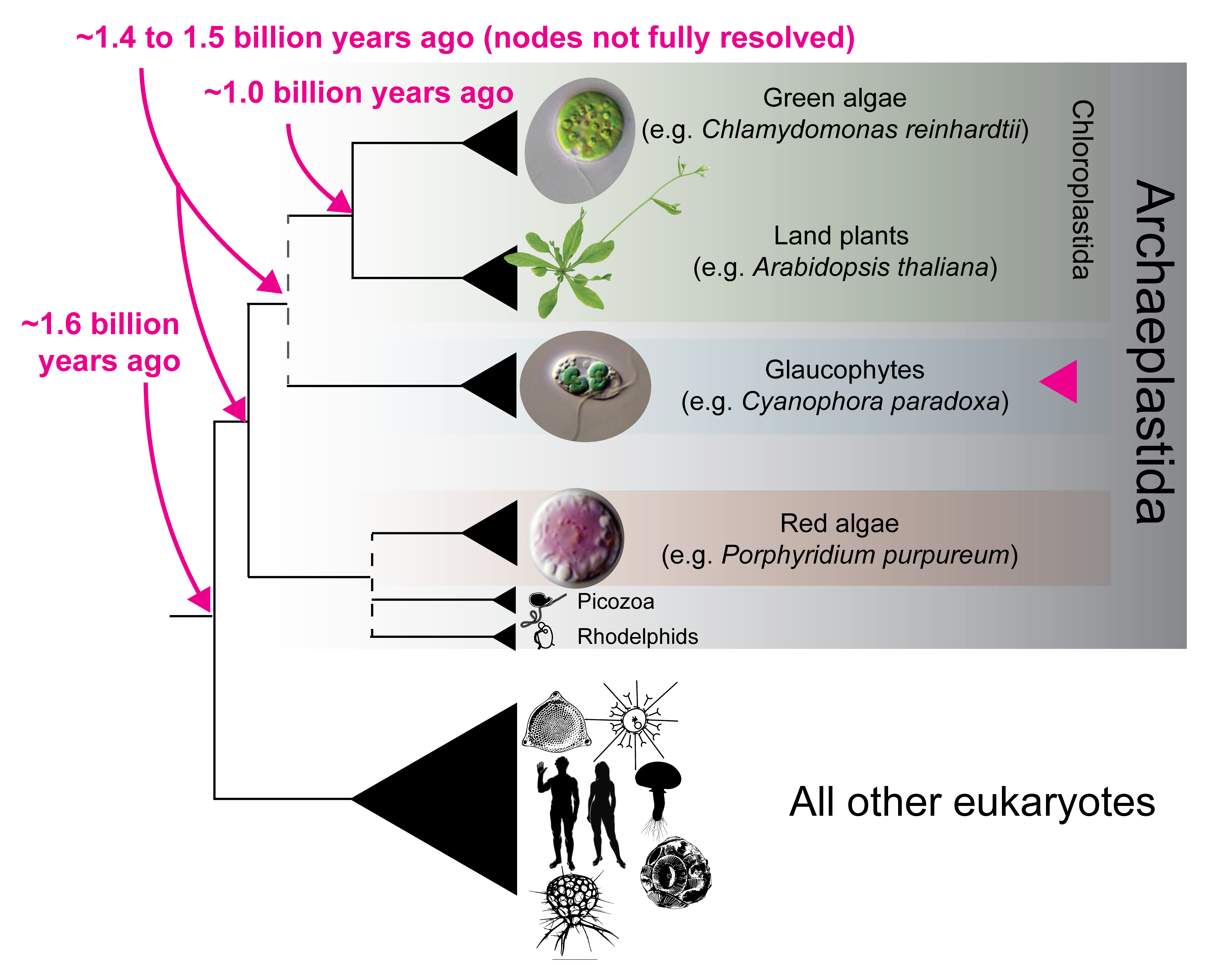 Phylogeny showing glaucophytes as sister to green algae and land plants