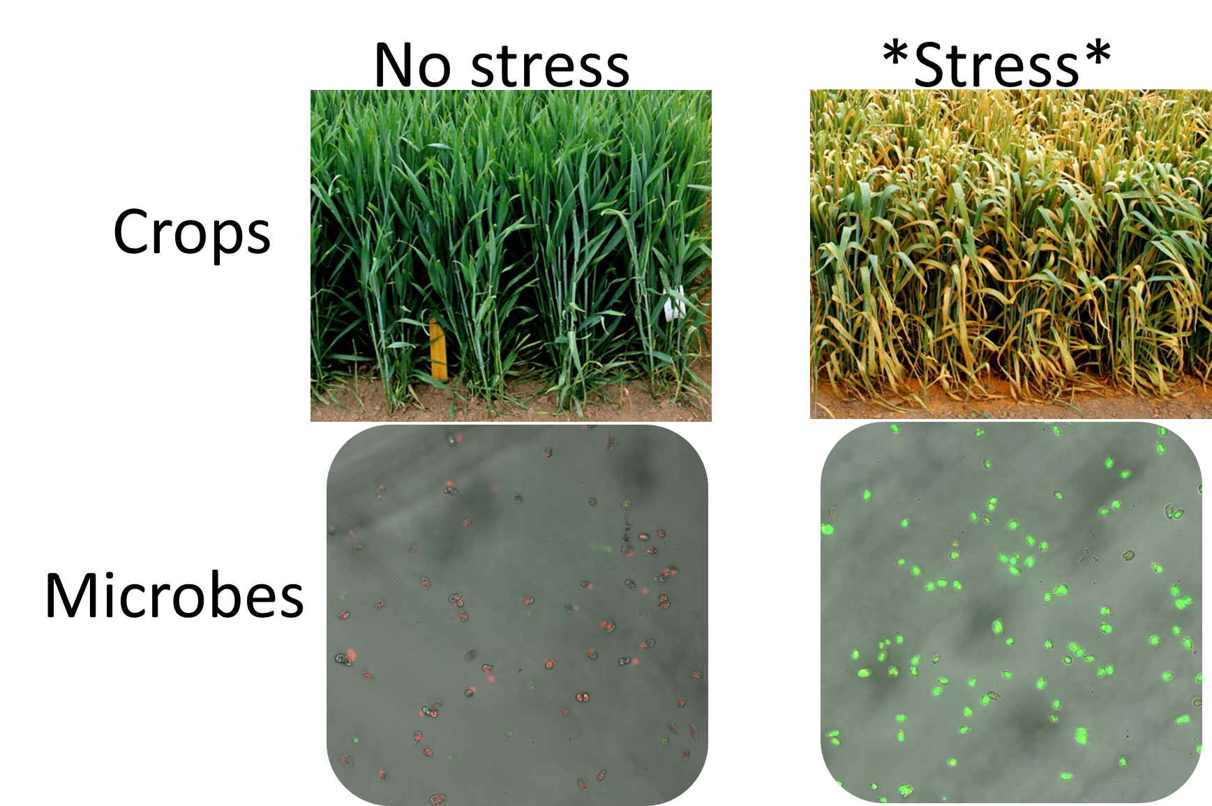 Crops under drought stress alongside fluorescent glaucophyte cells responding to osmotic stress