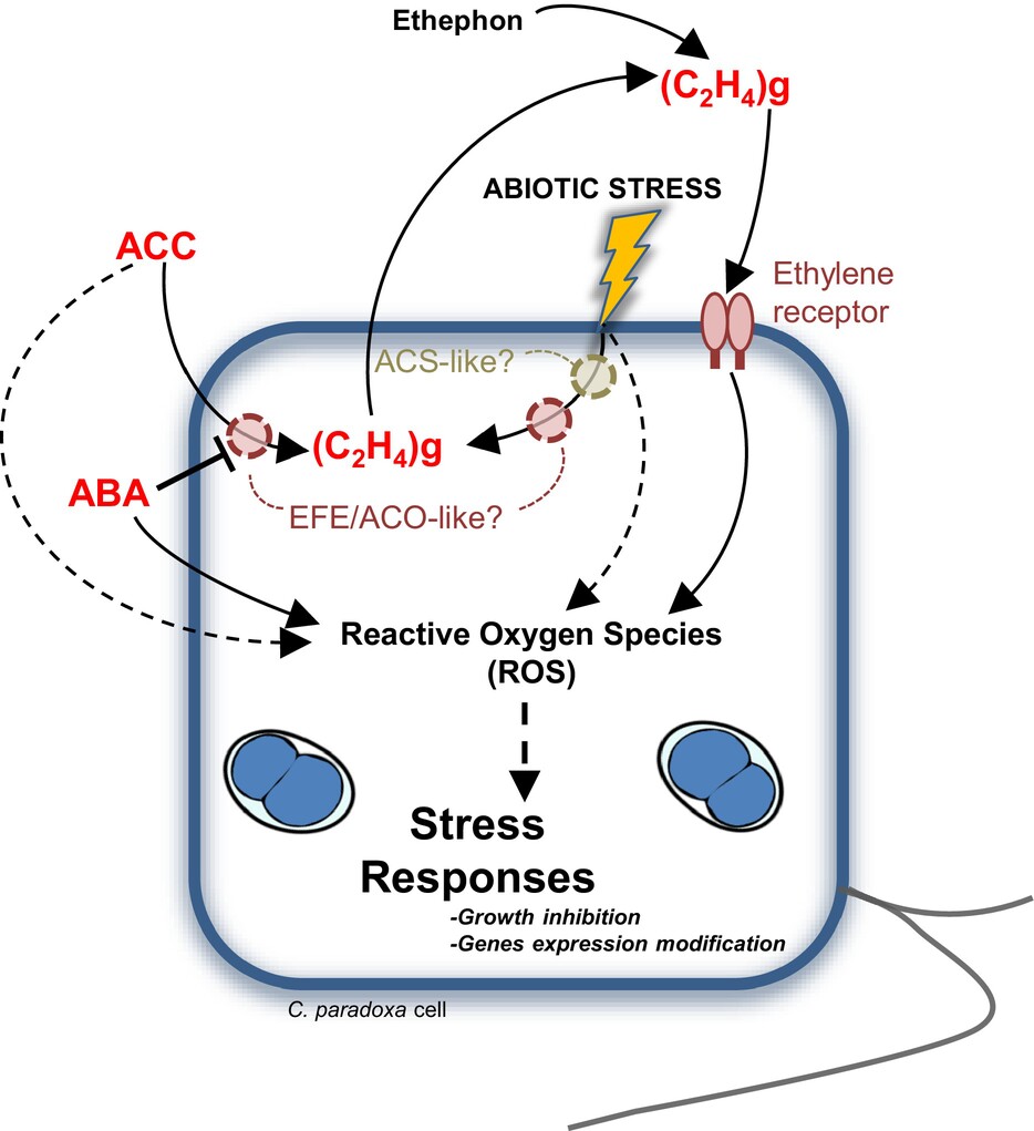 TODO: describe the pathway shown