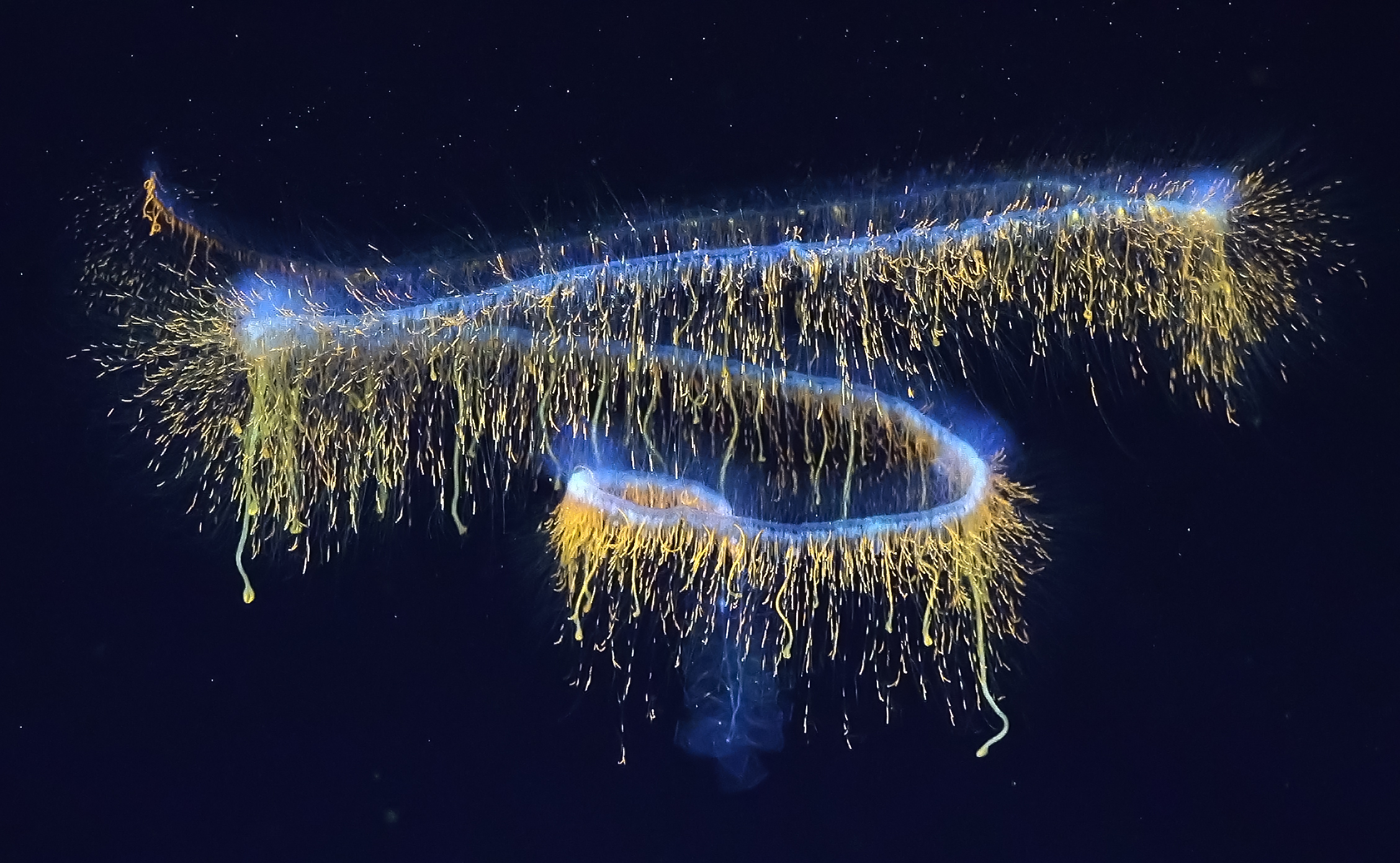 Galaxy siphonophore imaged with the ROV SuBastian aboard the RV Falkor (too)