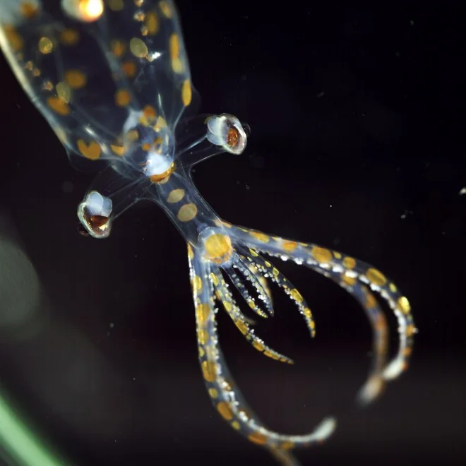 Juvenile glass squid