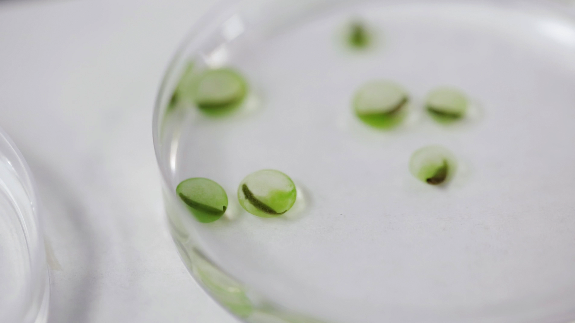 Green salamander eggs colonized by algae