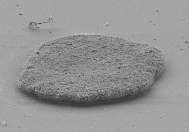 A living placozoan