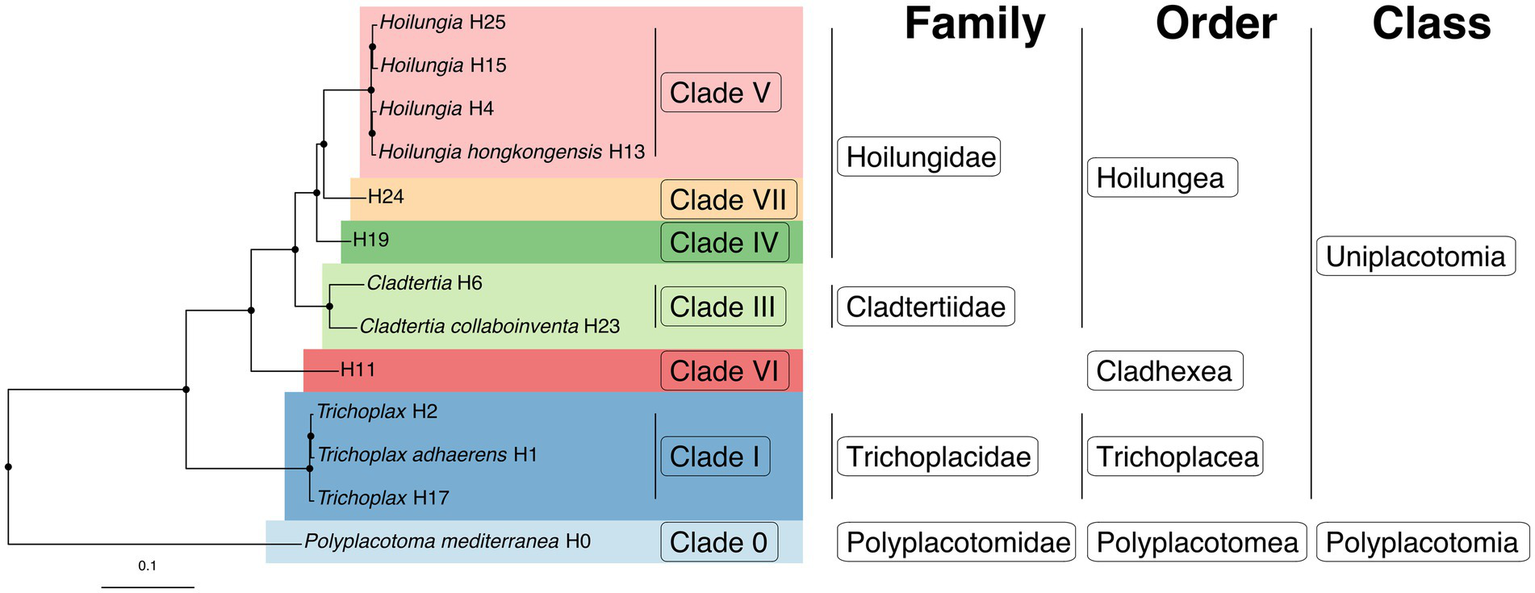 Linnean classification of placozoans