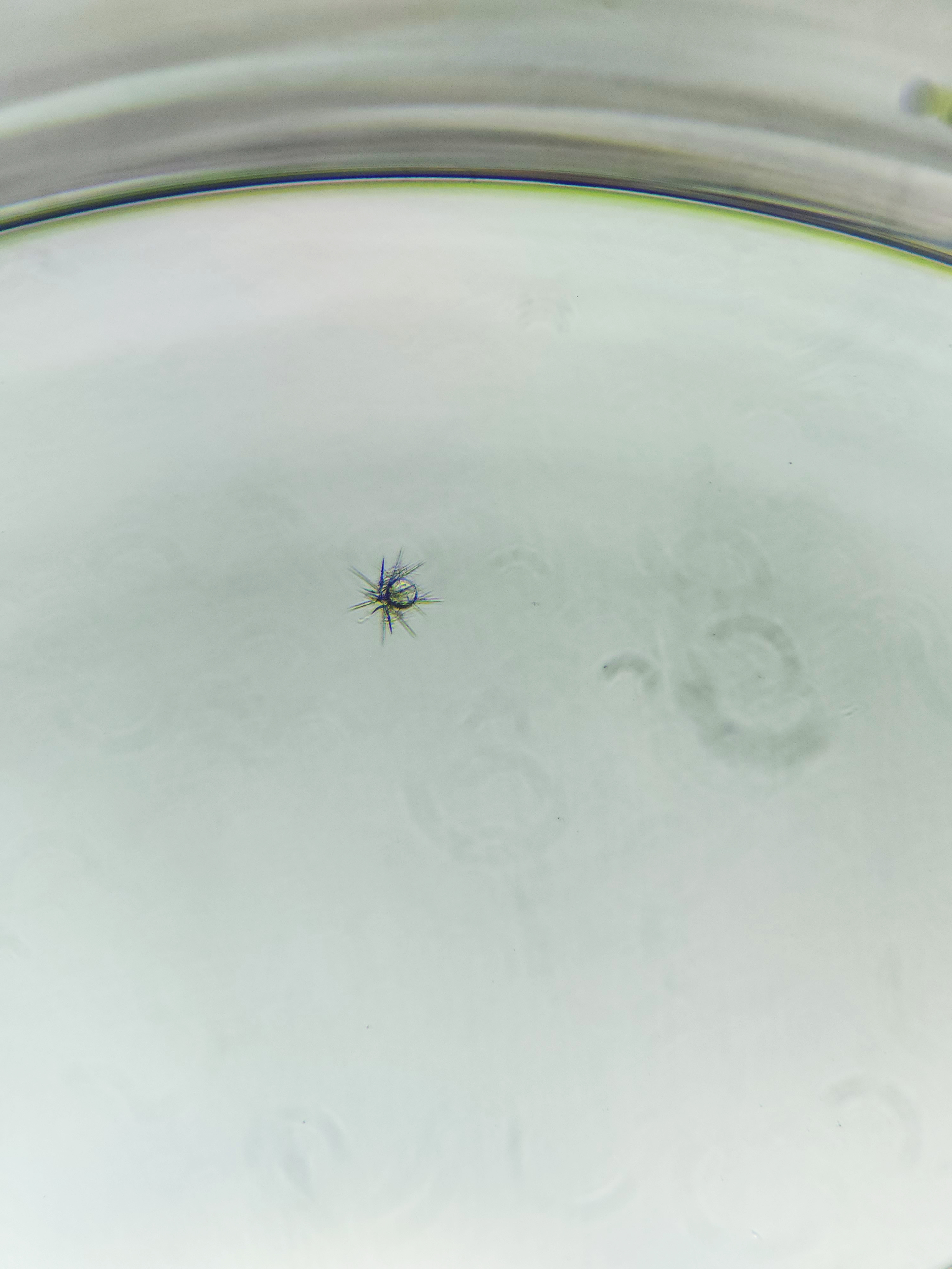 Radiolarian gamont