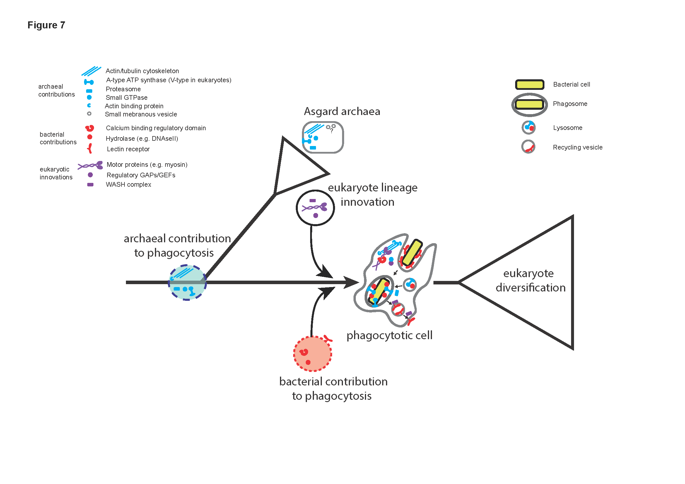 Evolutionary origins of phagocytosis-predictive gene families