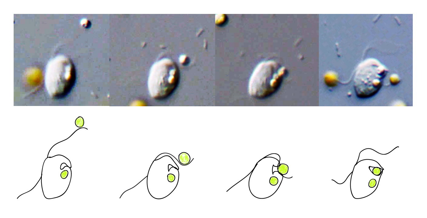 The cryptistid Roombia feeding on an alga
