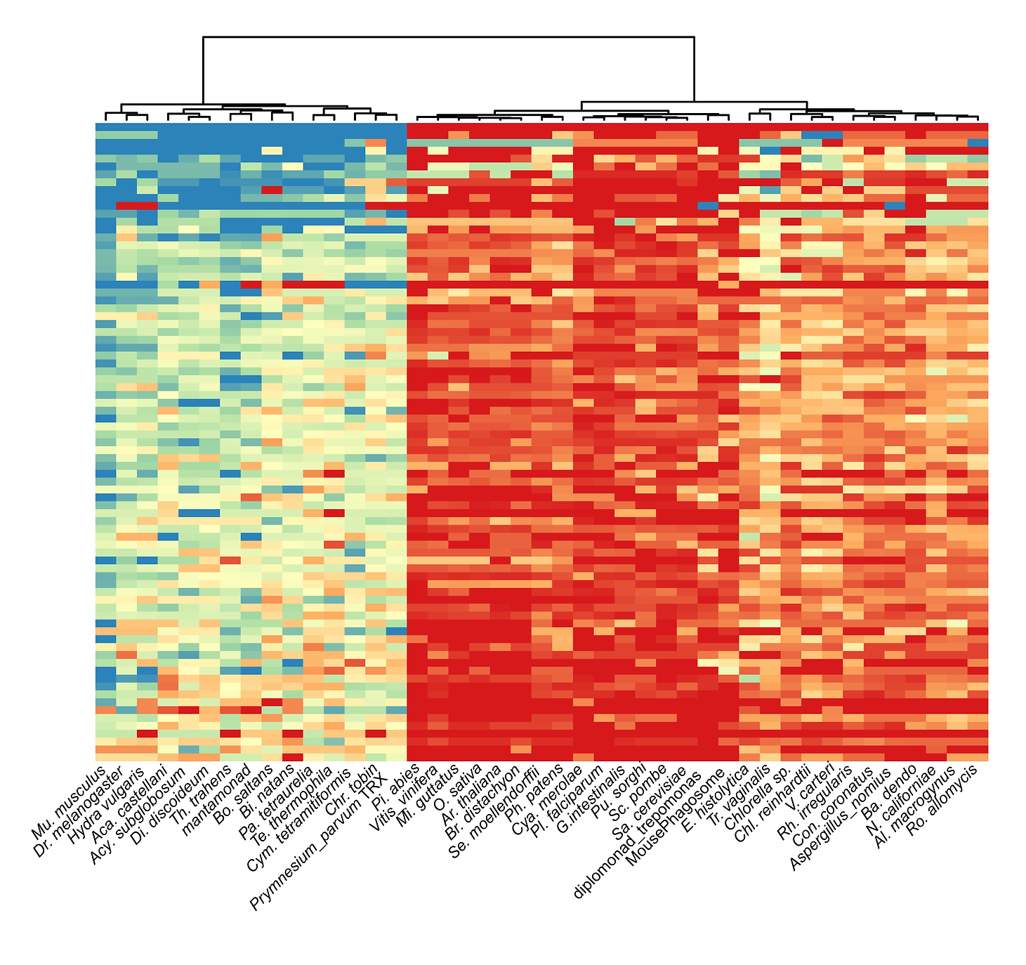 Heatmap of protein cluster abundance across organisms