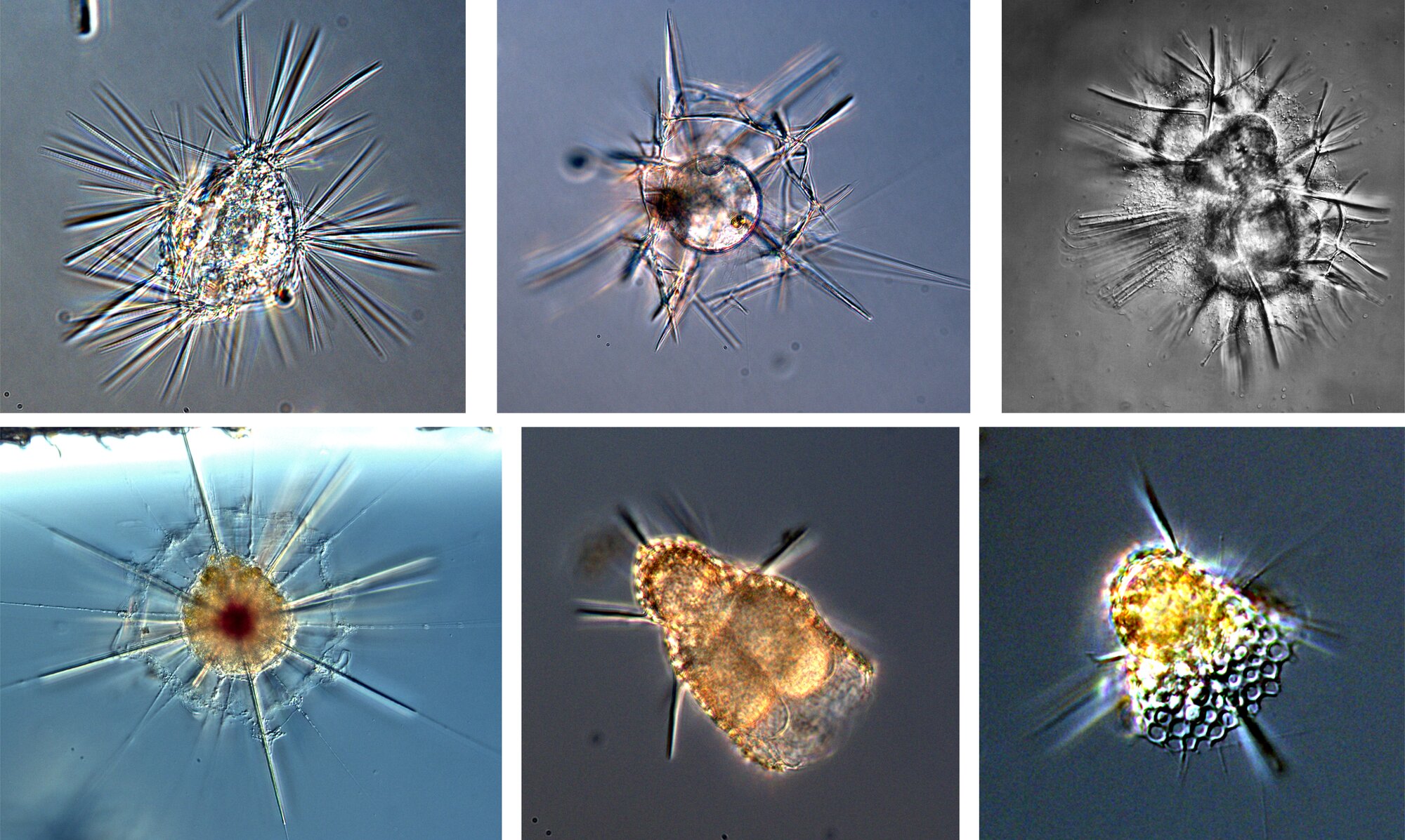 Six radiolarian morphospecies collected in the Gulf of Maine