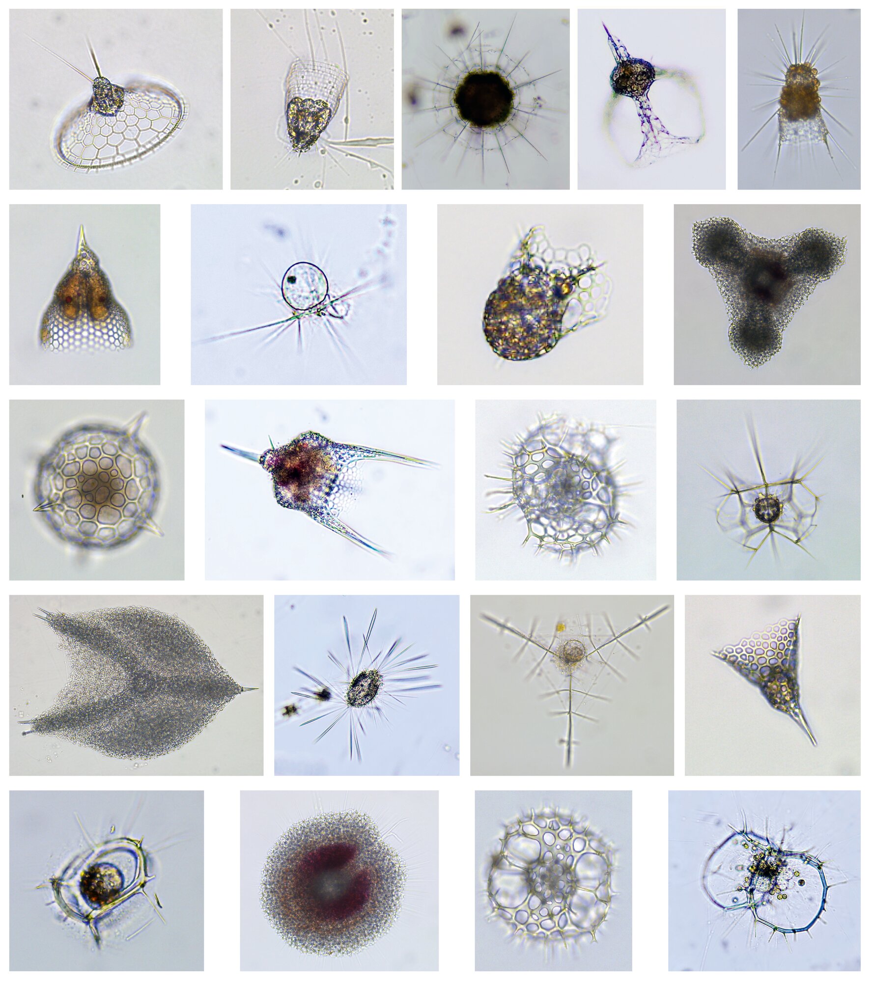 Montage of radiolarian morphospecies collected off southern Puerto Rico