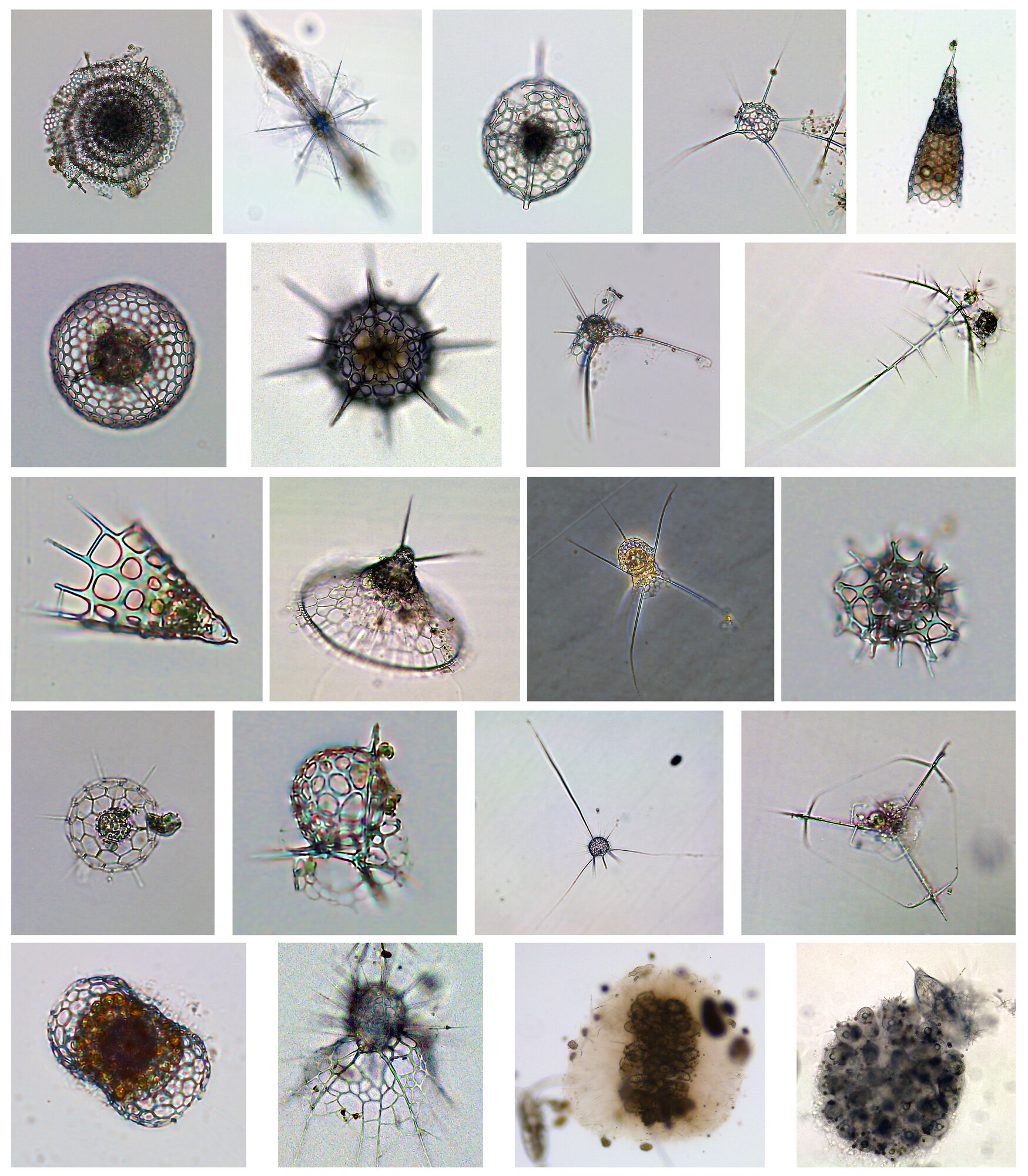 Montage of radiolarian morphospecies collected off Bermuda