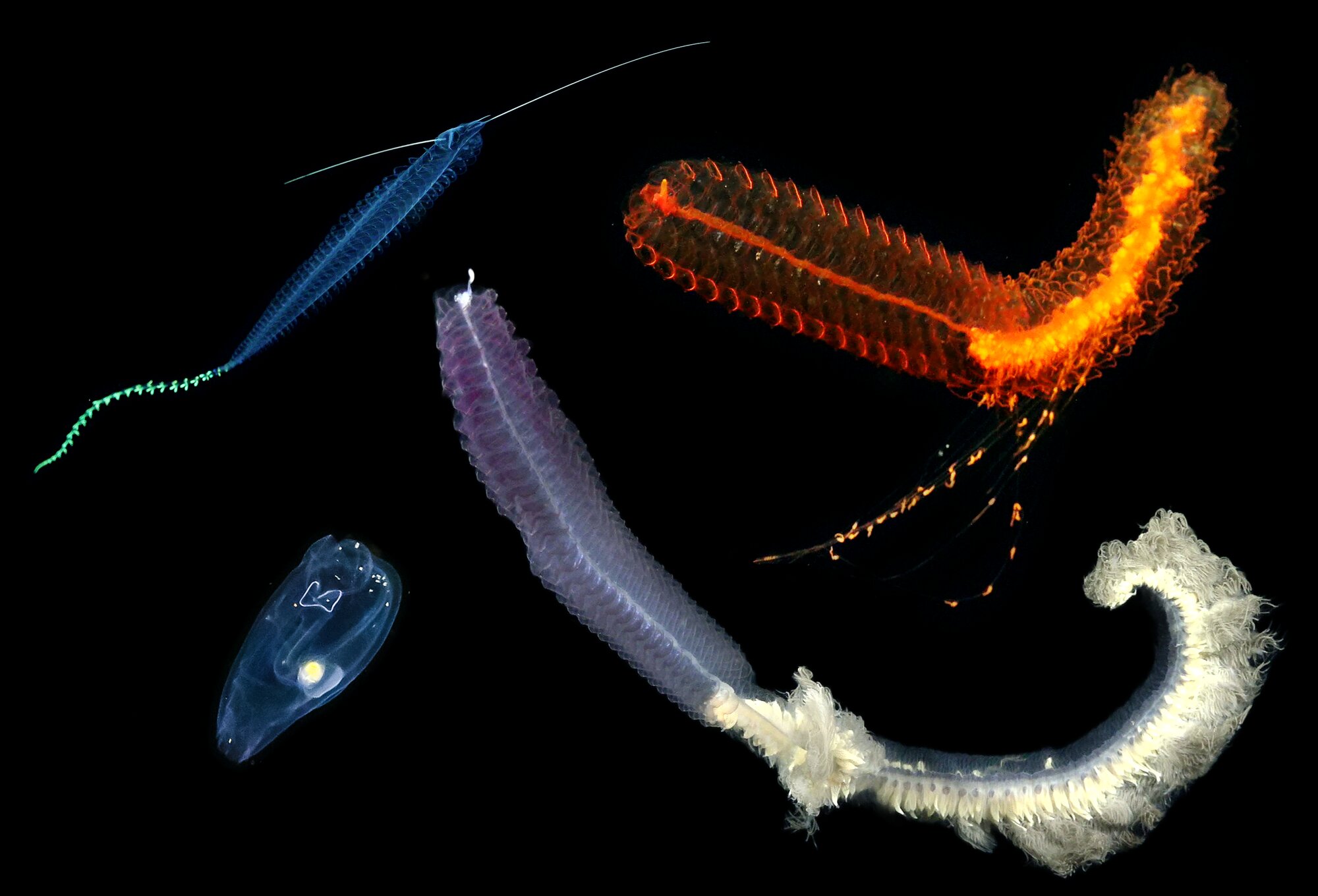 Four deep sea animals