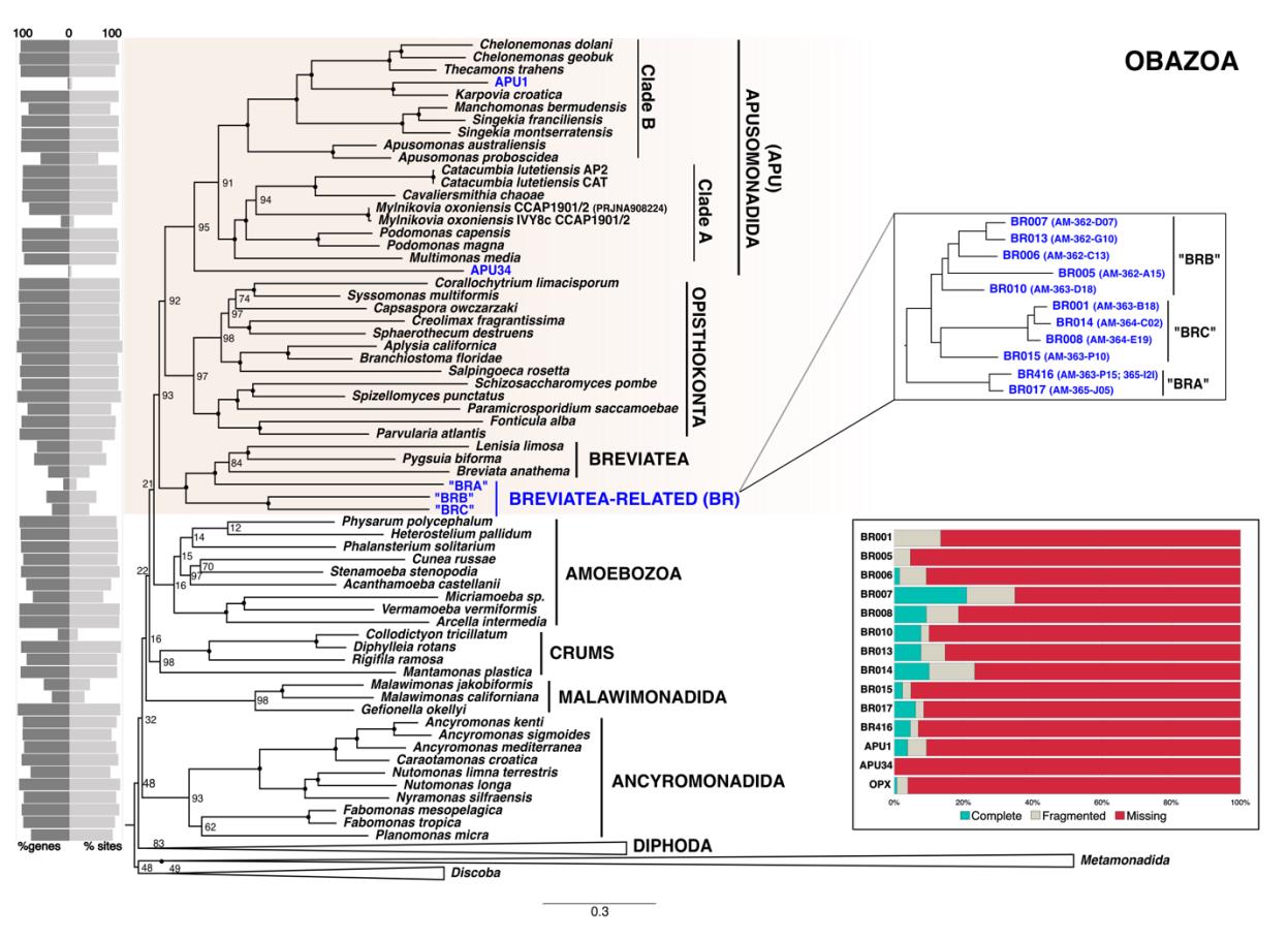 Phylogenomic tree placing the new lineage as sister to the breviates