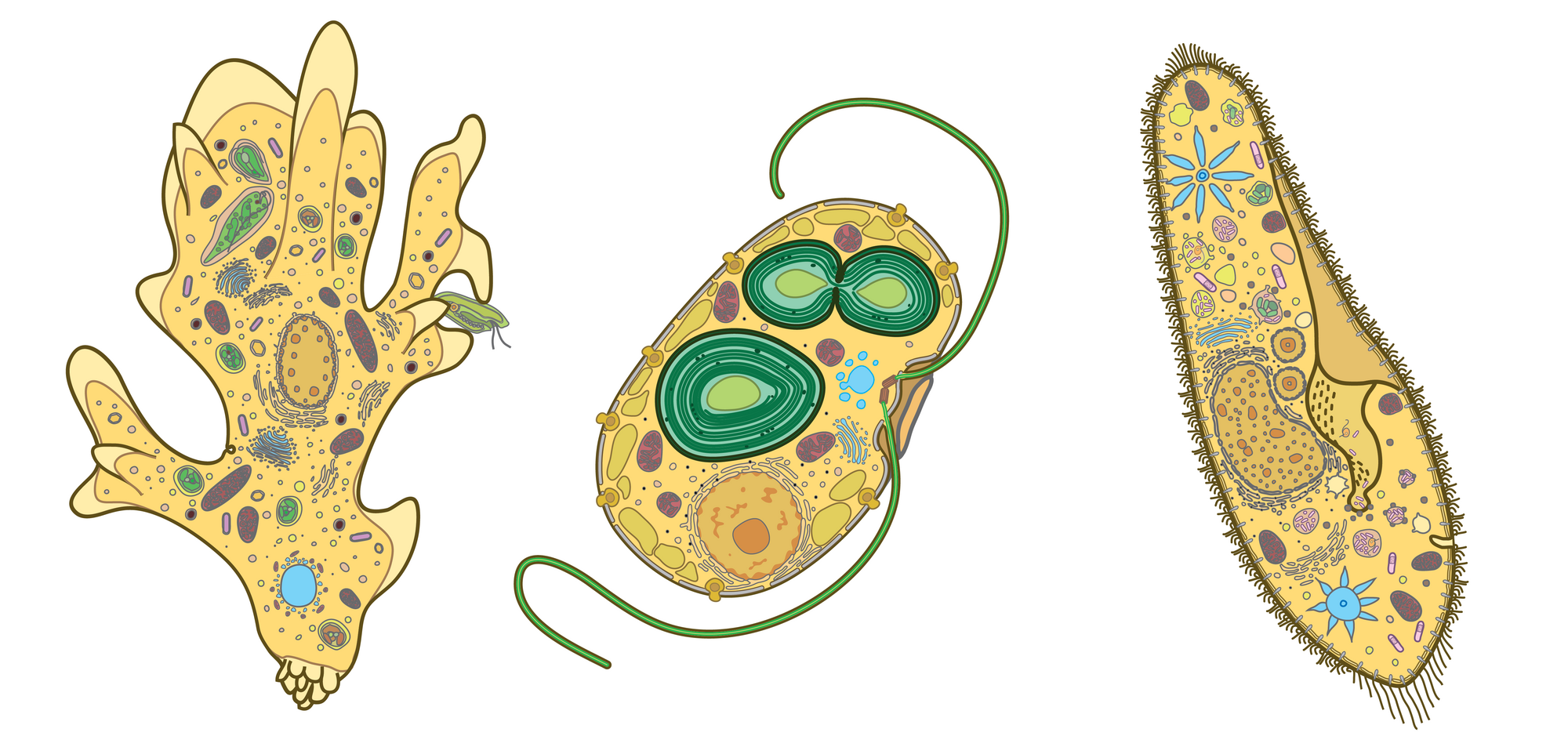 Illustrations of three protist cells